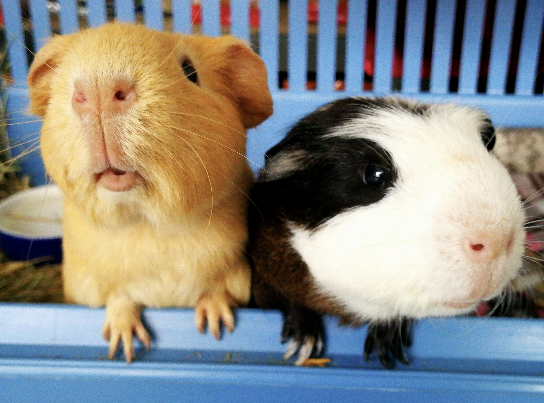 Residencia de animales exóticos en Guadalajara