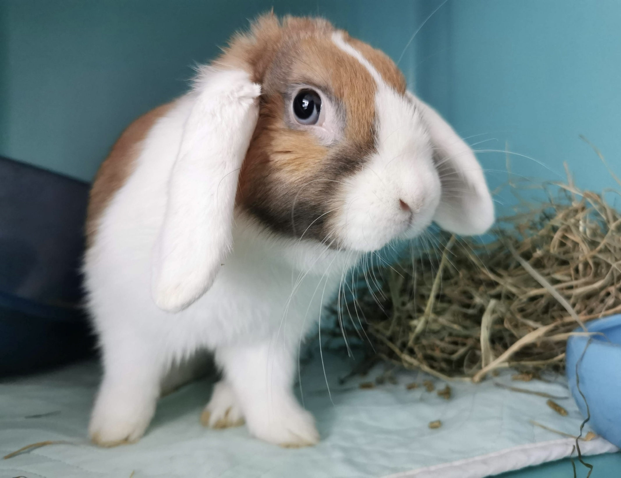 Conejo - Veterinario exóticos Guadalajara