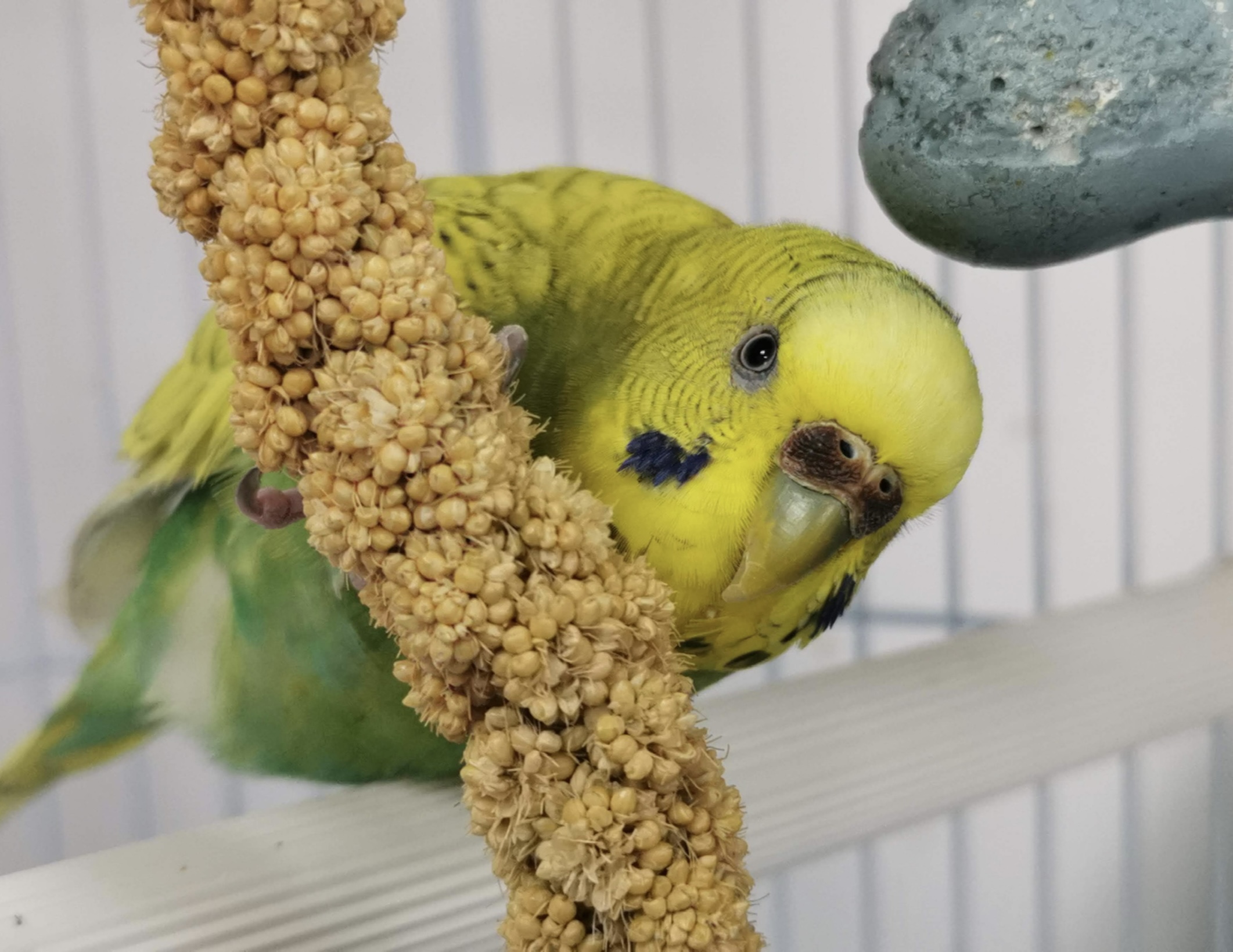Periquito - Veterinario aves Guadalajara