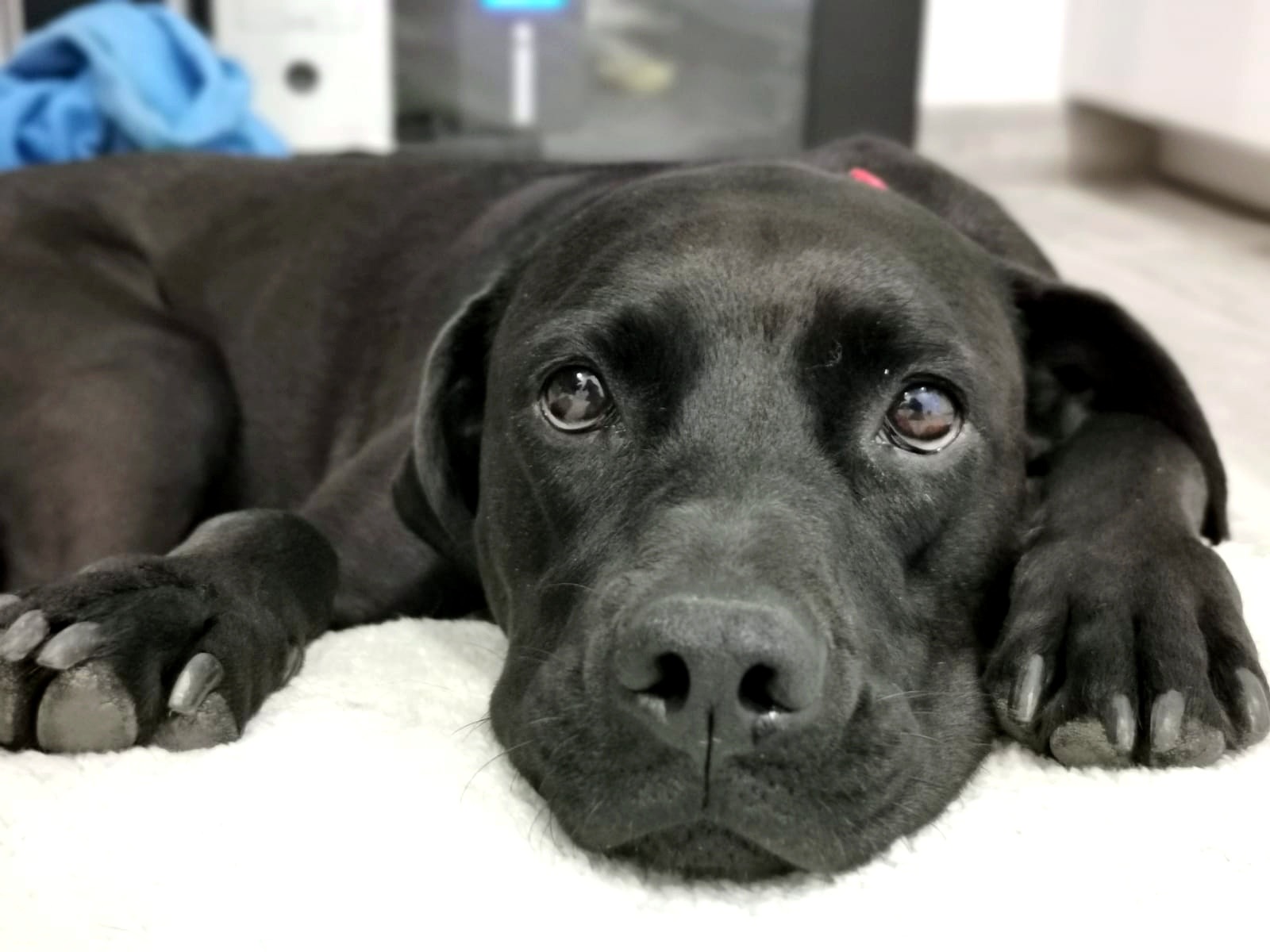 Perro - Veterinario perros Guadalajara