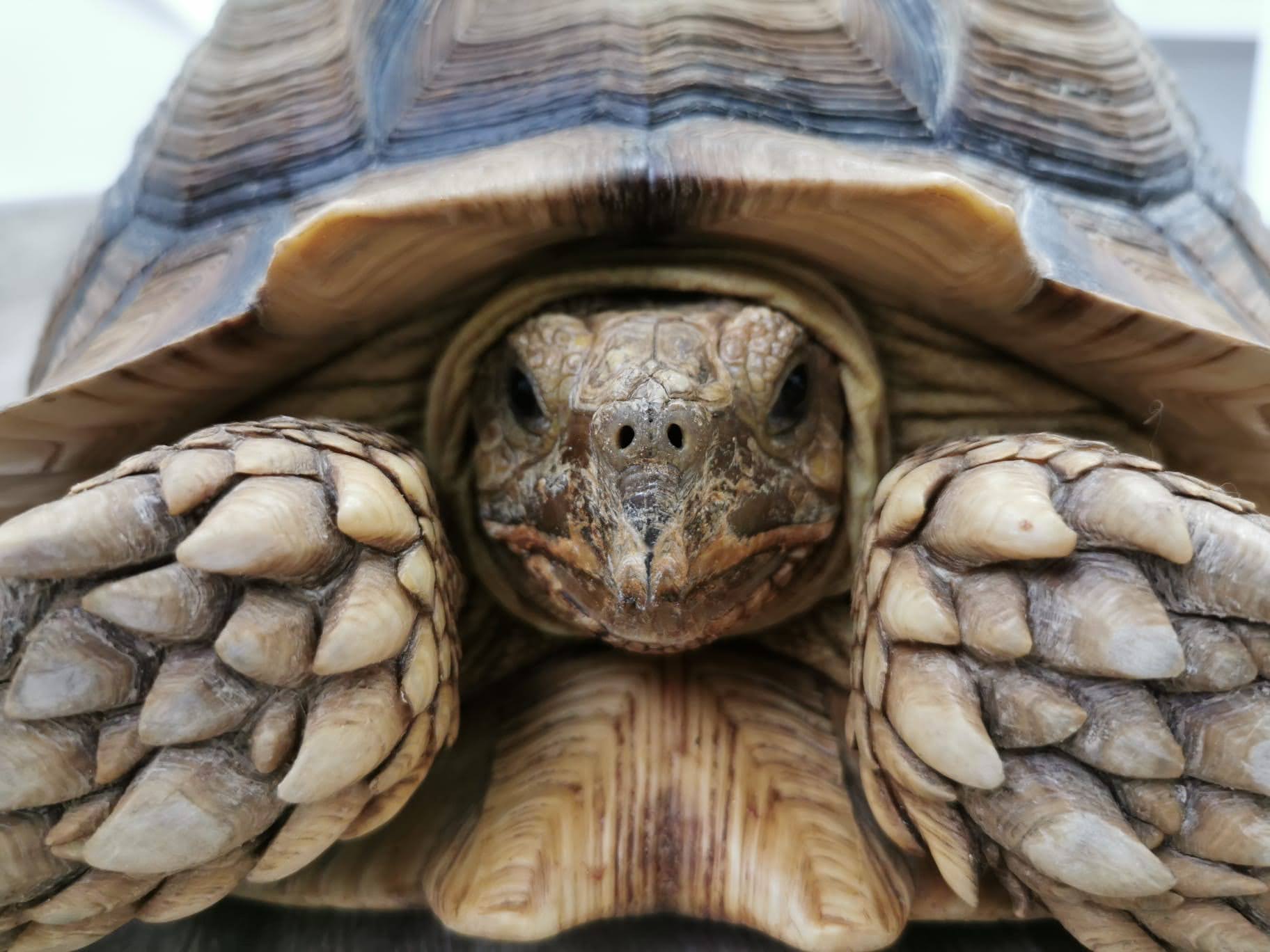 Tortuga- Veterinario exóticos Guadalajara
