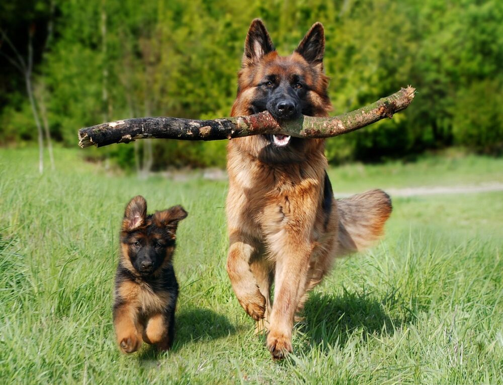 ¿Cuándo debo llevar a mi perro al veterinario?